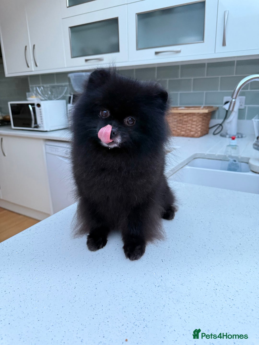 Pomeranian dogs for sale: Beautiful teddy bear( Russian). - Image 2