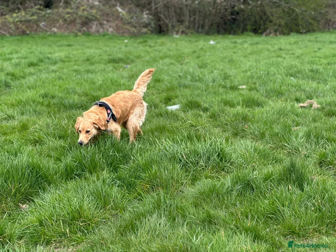 Golden Retriever dogs for sale: KC Golden Retriever Male Puppy Health Tested  - Advert 17