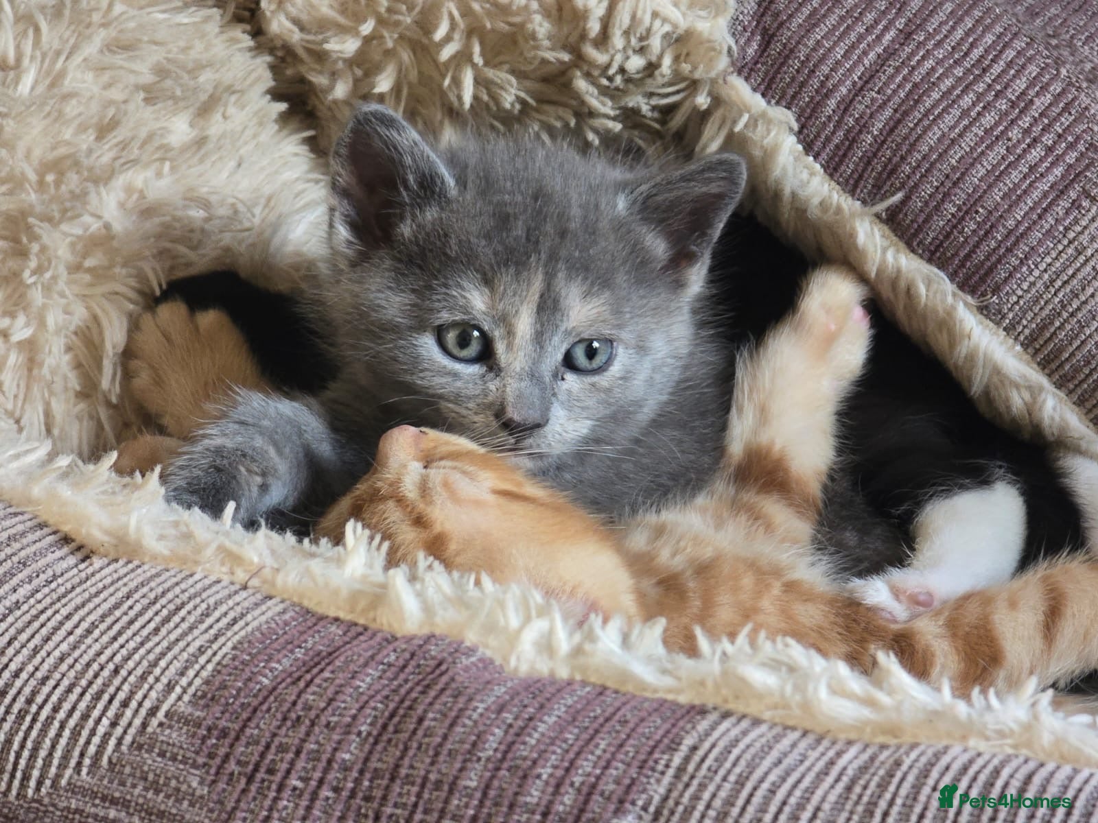 Mixed Breed cats 7 kittens for sale  - Advert 13