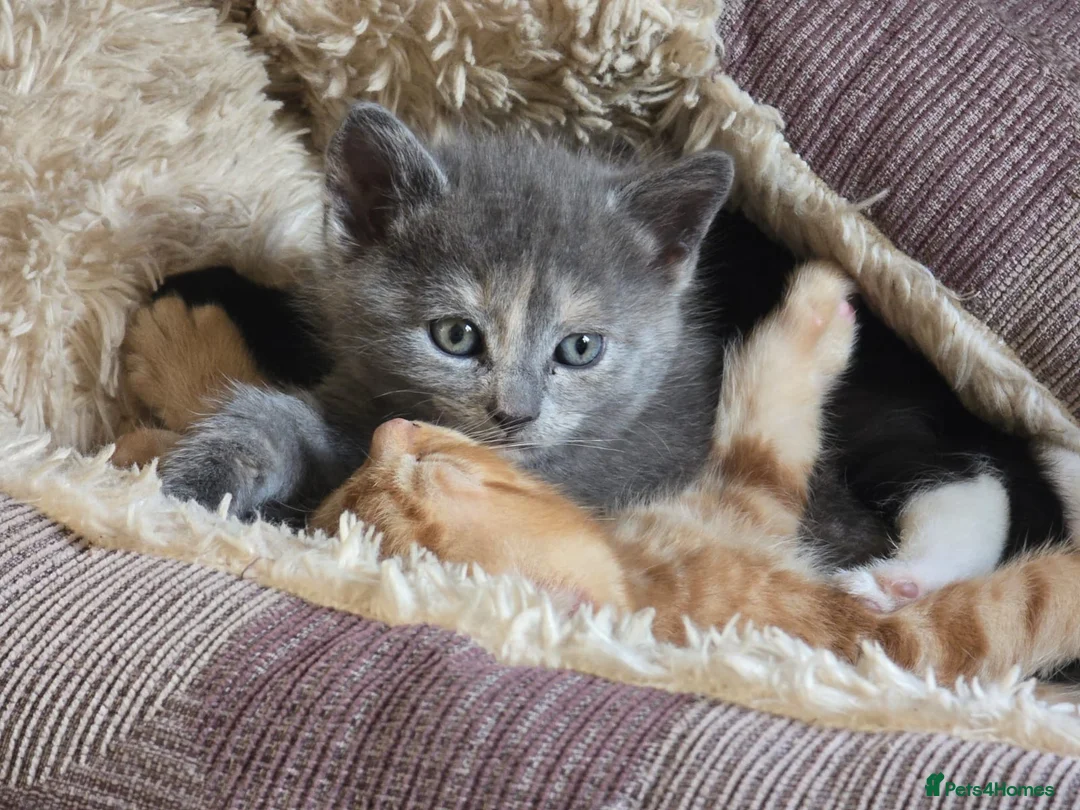 Mixed Breed cats for sale: 7 kittens for sale  - Advert 1