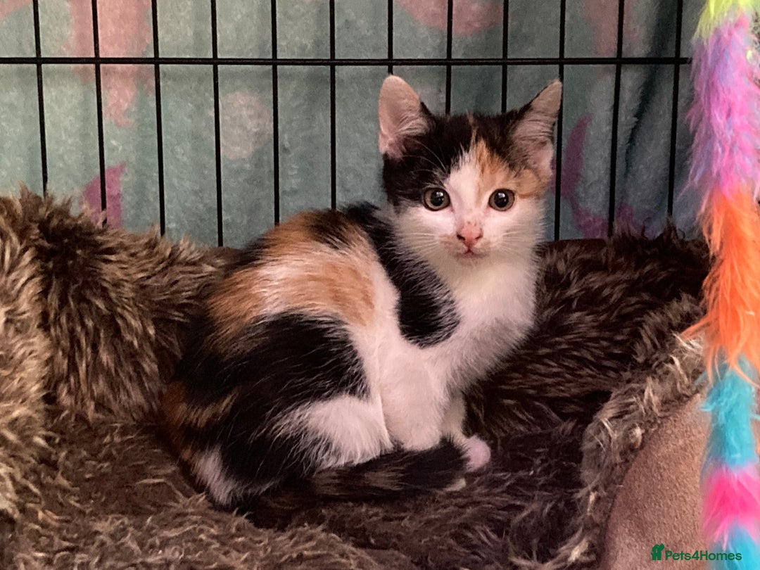 Domestic Shorthair cats for sale: Tortie girls kitten - Image 3
