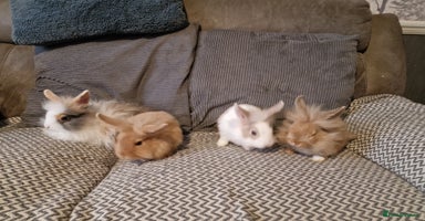 Lionhead rabbits - Advert 2