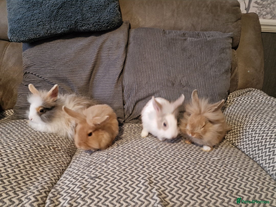 Lionhead rabbits for sale: Lionhead baby rabbits  - Image 3