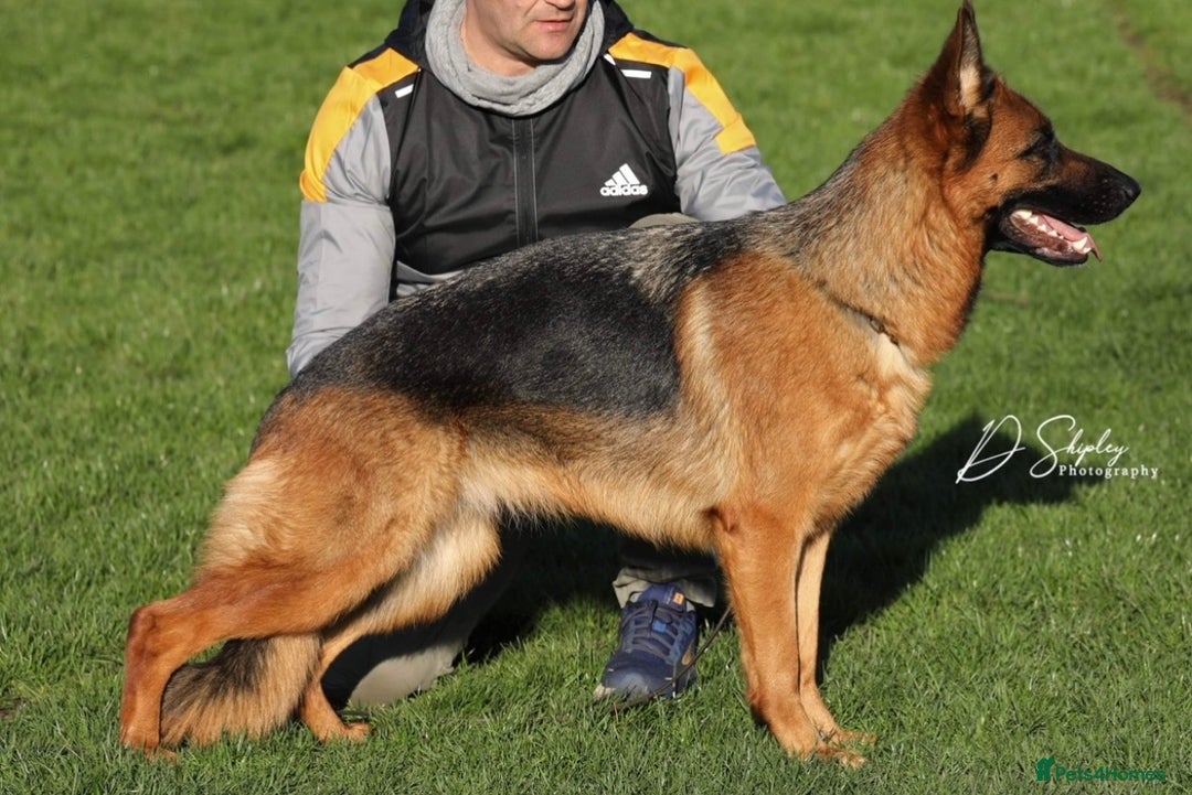 German Shepherd dogs for sale: ****UPCOMING LITTER*** - Advert 2