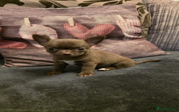 Chihuahua dogs for sale: Stunning Chocolate Chihuahua Puppies 🐶 - Image 12