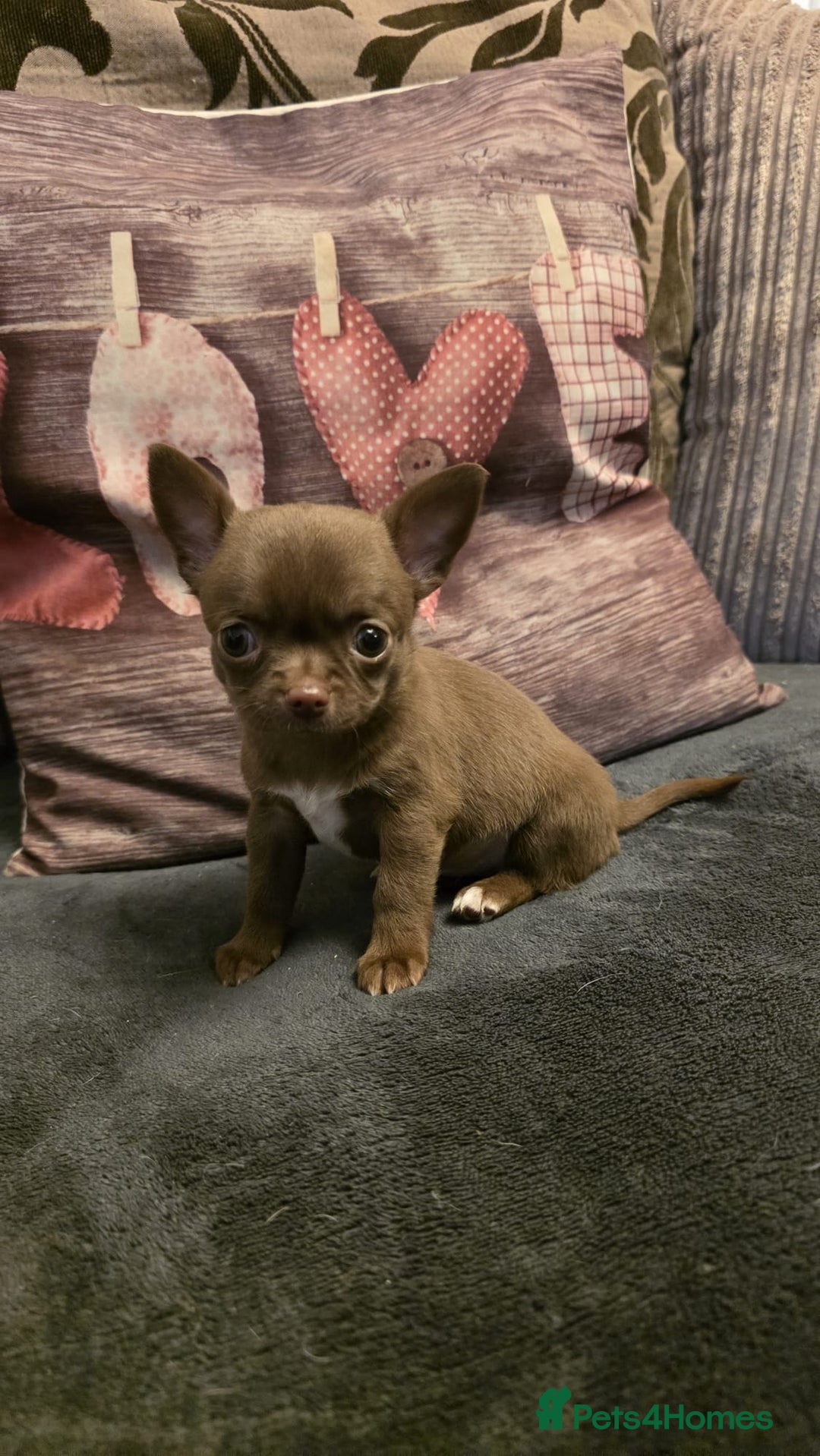 Chihuahua dogs for sale: Stunning Chocolate Chihuahua Puppies 🐶 - Image 12