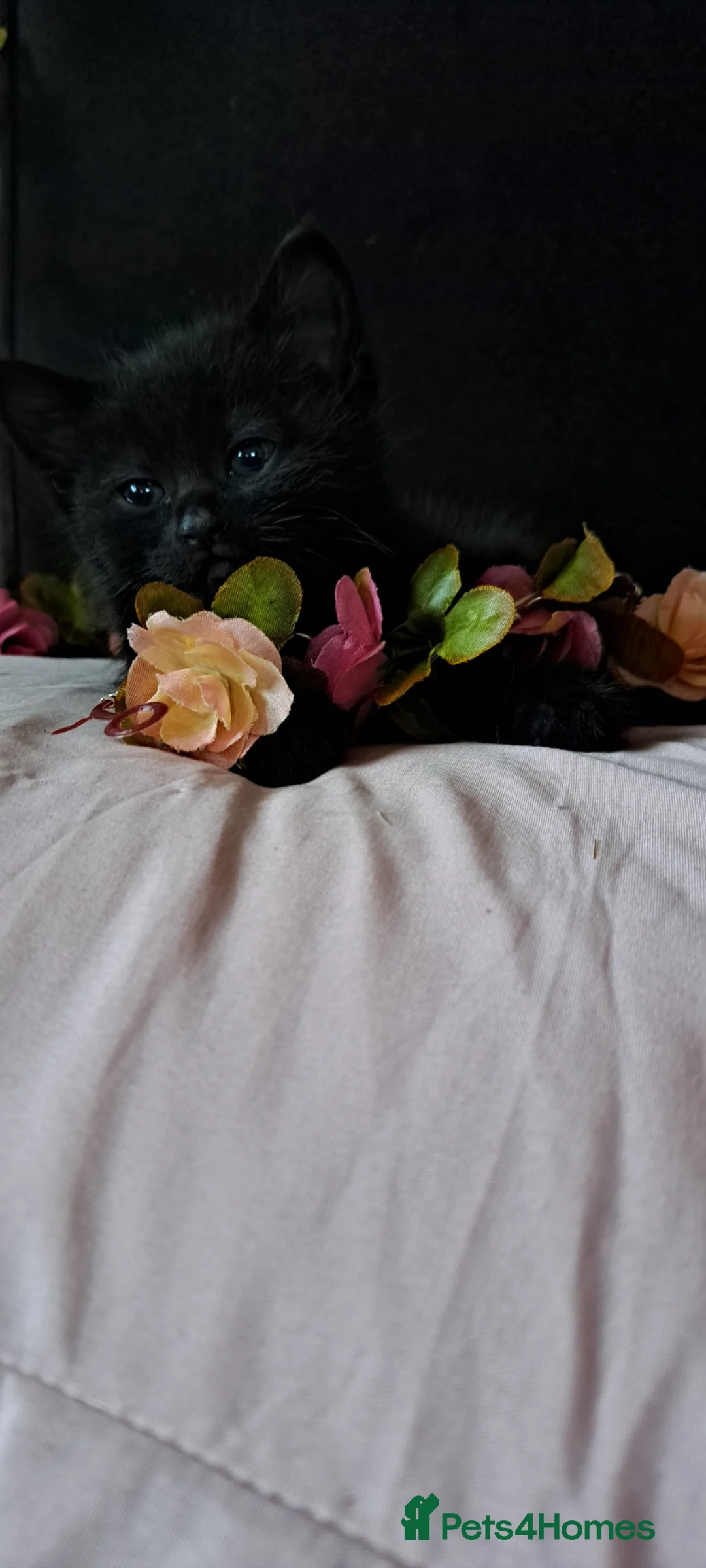 Mixed Breed cats for sale: Bengal/tabby mix - Advert 2