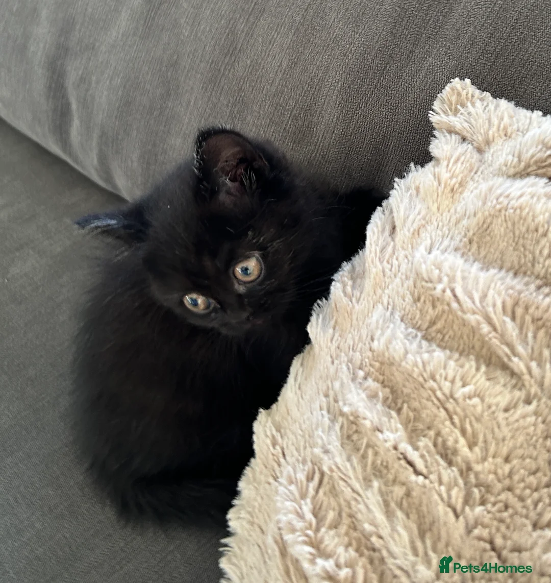 British Shorthair cats for sale: 2 female british shorthair kittens ready to go  - Advert 19