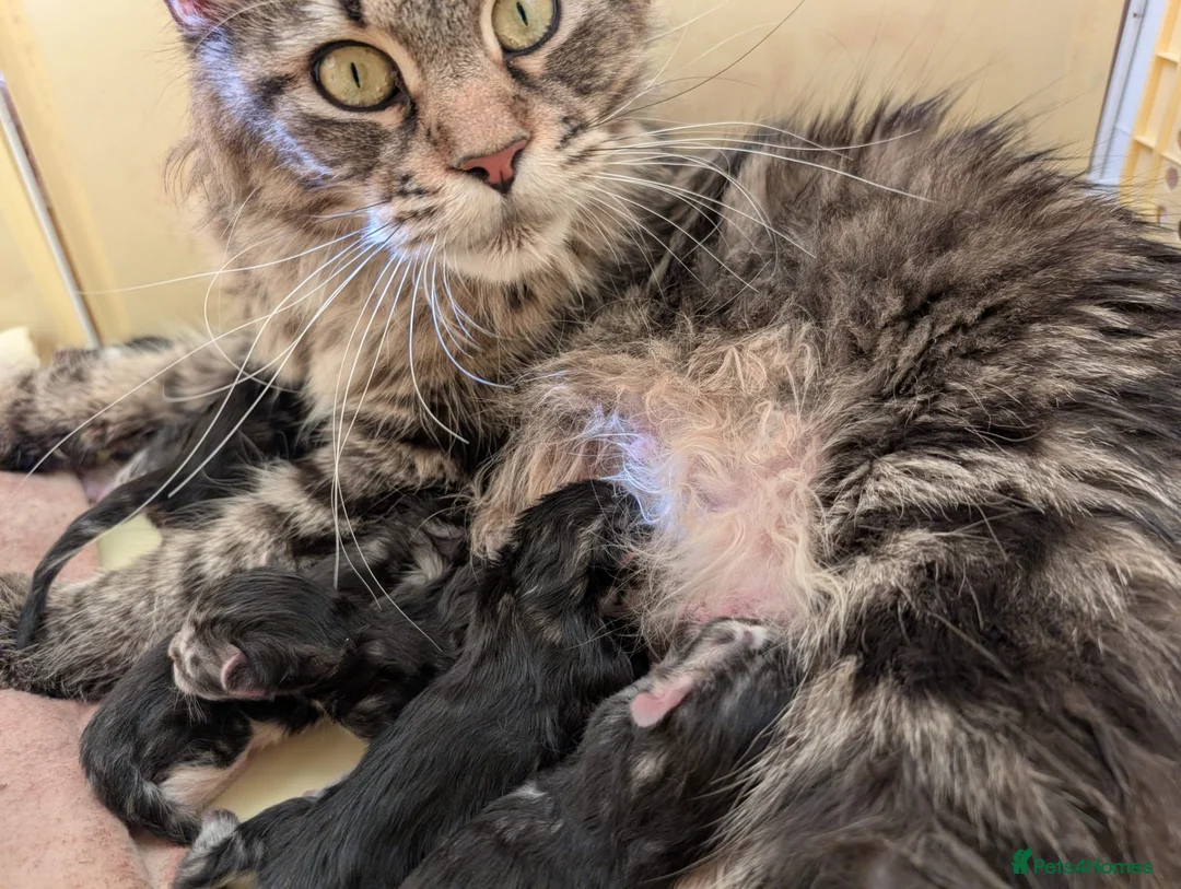 Maine Coon cats for sale: Maine coon kittens - Advert 21