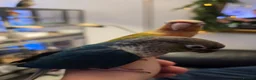 Conures birds for sale: Hand reared 325 ono - Advert 5