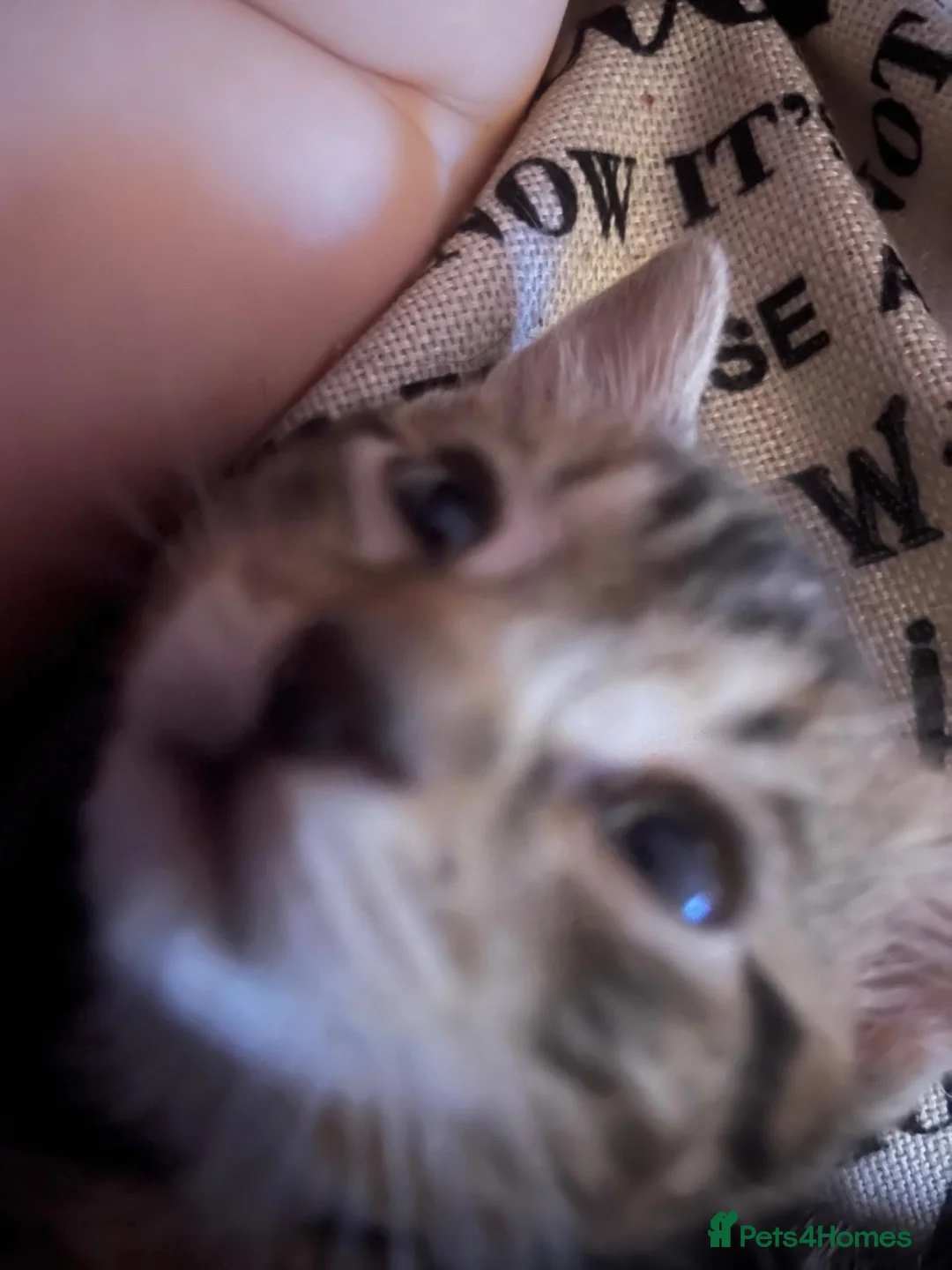 Mixed Breed cats for sale: Gorgeous male kittens - Advert 4