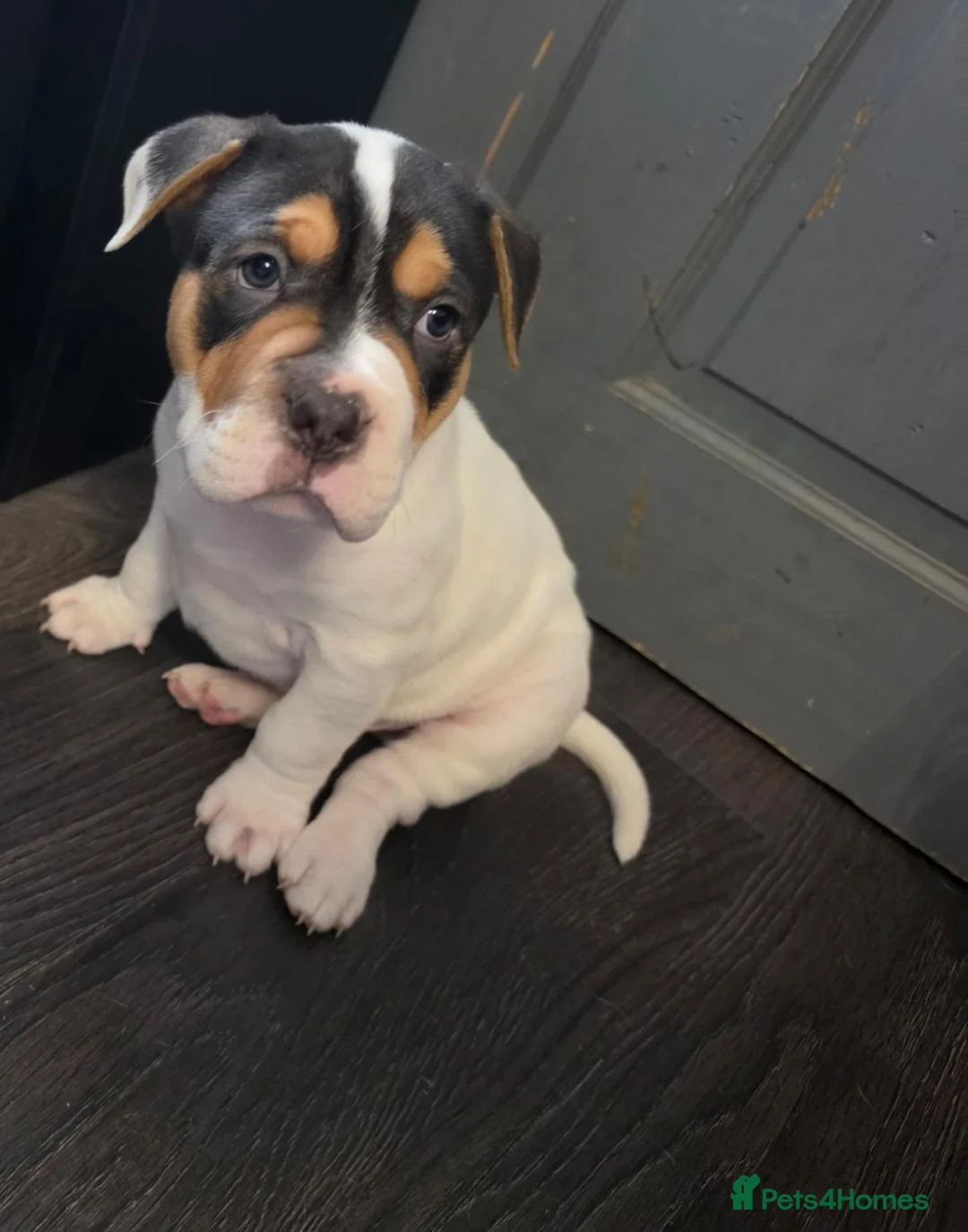 Mixed Breed dogs for sale: Shar pei mix puppys  in Birmingham - Advert 2