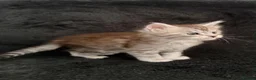 Maine Coon cats for sale: 🐾 TICA-Registered XXL Maine Coon Kittens 🐾 in Newbury - Advert 12