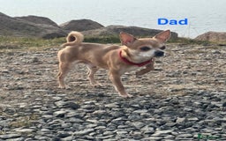 Chihuahua dogs for sale: Gorgeous Chihuahua Pups-only yellow girl left🐶💛 - Image 22