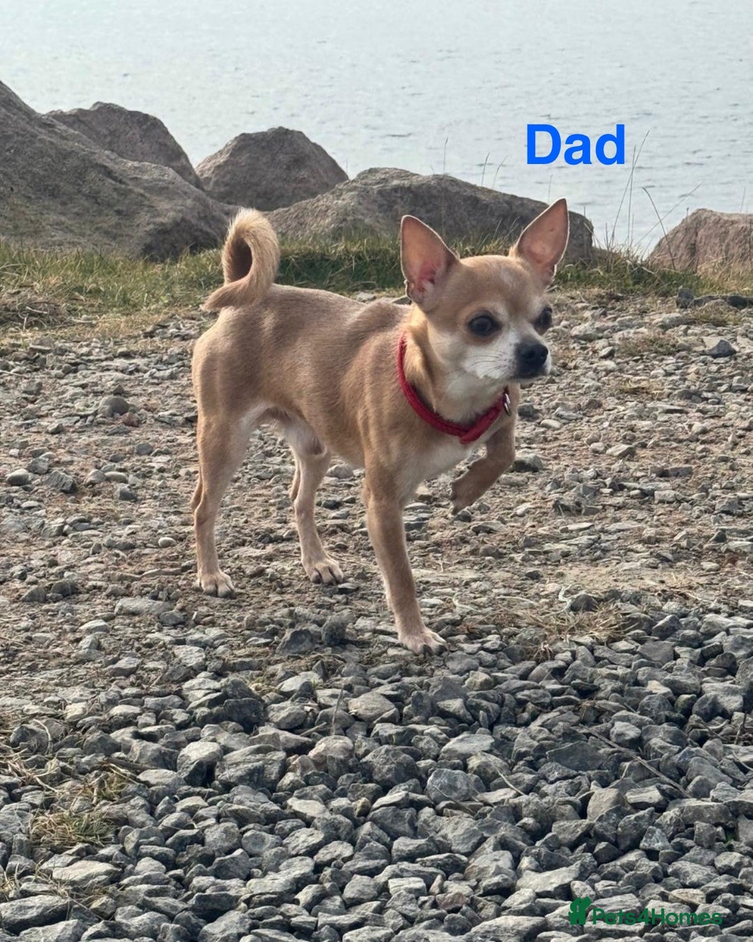 Chihuahua dogs for sale: Gorgeous Chihuahua Pups-only yellow girl left🐶💛 - Image 22