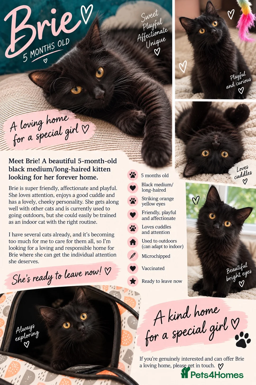 Mixed Breed cats for sale: 🖤 Beautiful 5-Month-Old Black Long-Haired Kitten  - Advert 2
