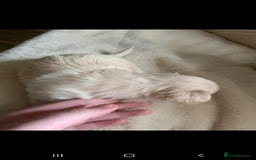 Chipoo dogs for sale: Beautiful Chipoo puppies.  - Image 9