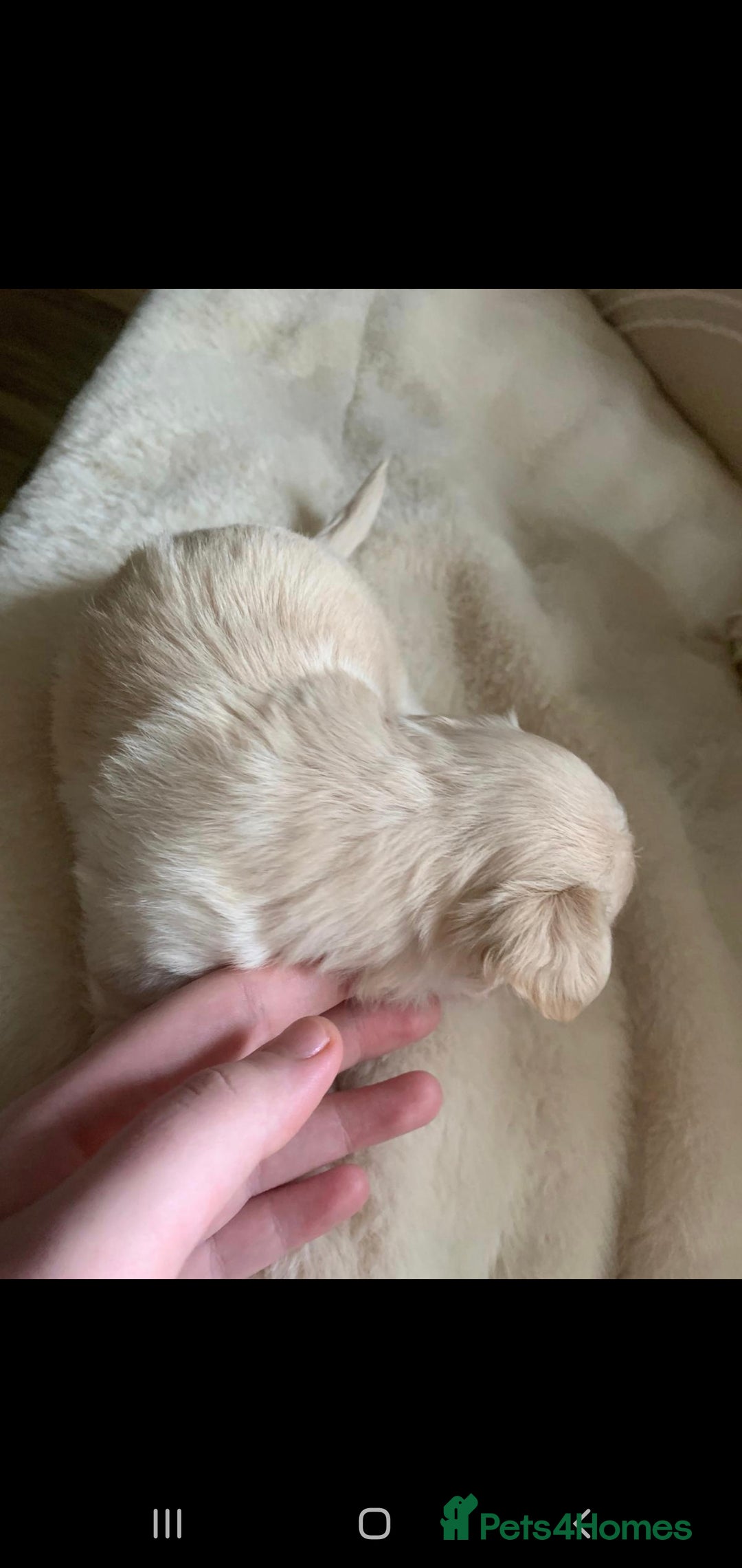 Chipoo dogs for sale: Beautiful Chipoo puppies.  - Image 9