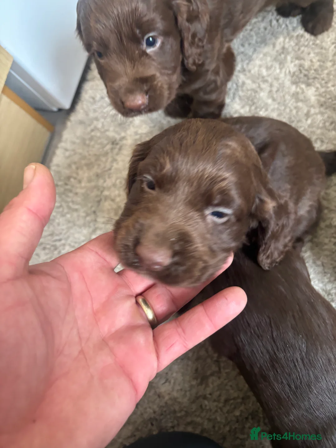 Cocker Spaniel dogs for sale: Cocker spaniel puppies  - Advert 9