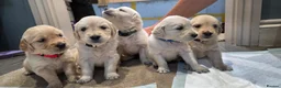 Golden Retriever dogs for sale: Golden Retrievers - Gwynedd  in Bangor - Advert 19