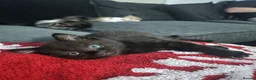 Mixed Breed cats for sale: Four boy kitten - Advert 7