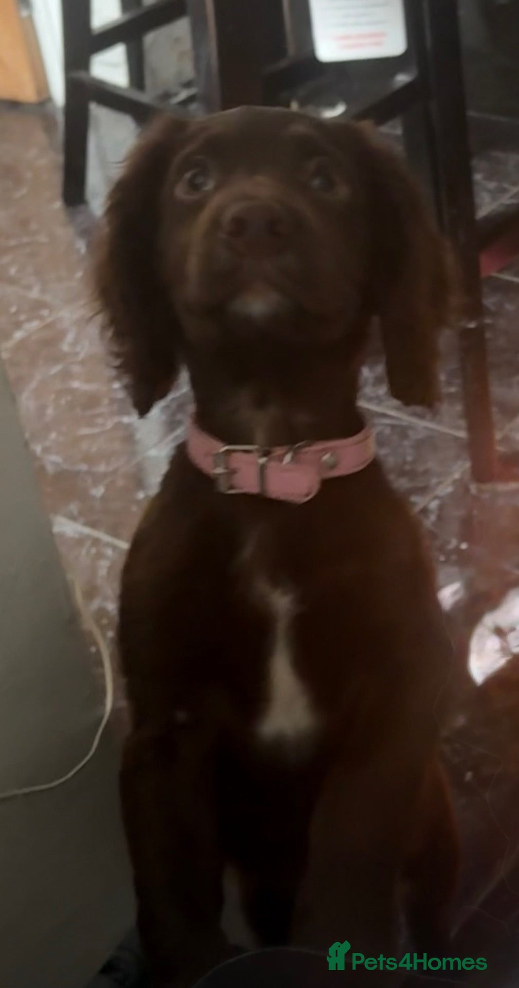 Cocker Spaniel dogs Gorgeous girl cocker spaniel  - Advert 2