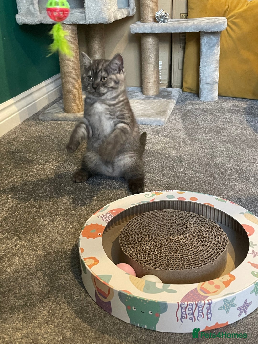 British Shorthair cats for sale: 4 month old male British Shorthair - Advert 7