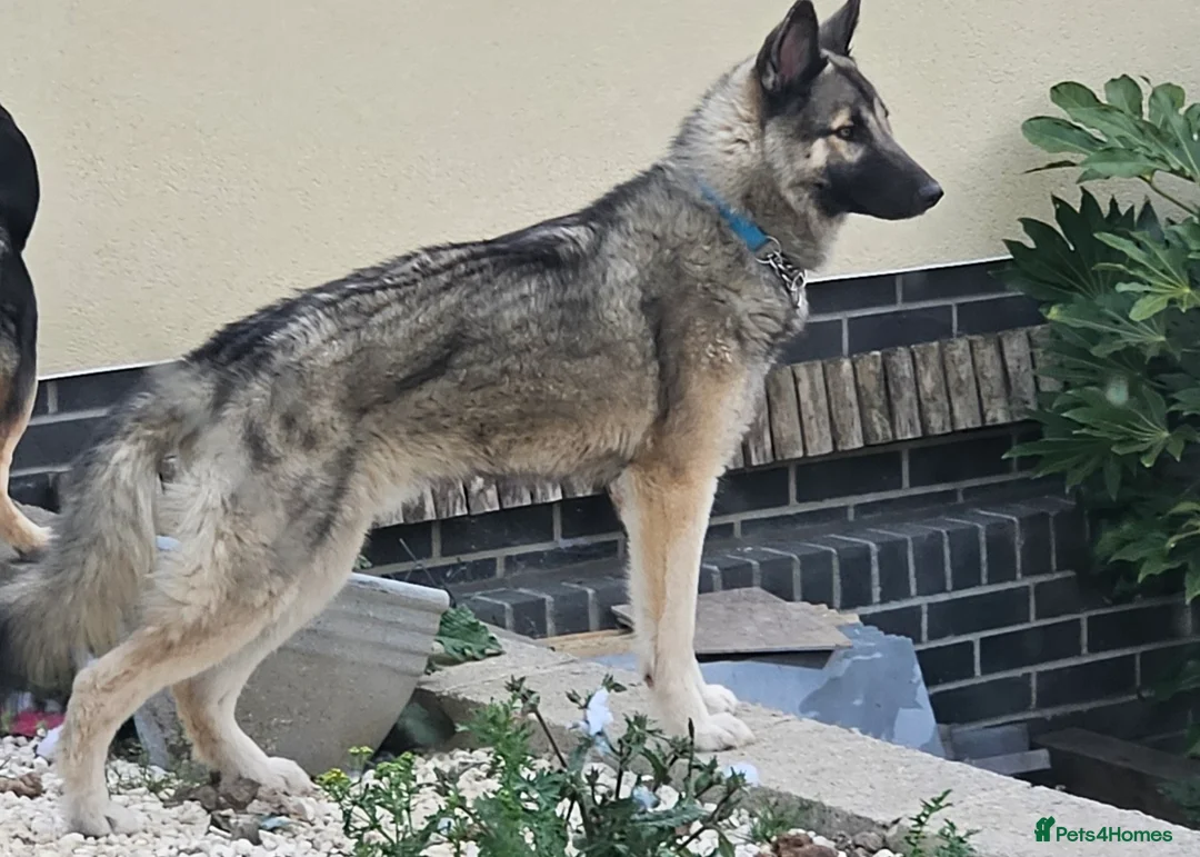 Shepsky dogs for sale: 2 Husky x German Shepherd dogs in Newton Abbot - Advert 8