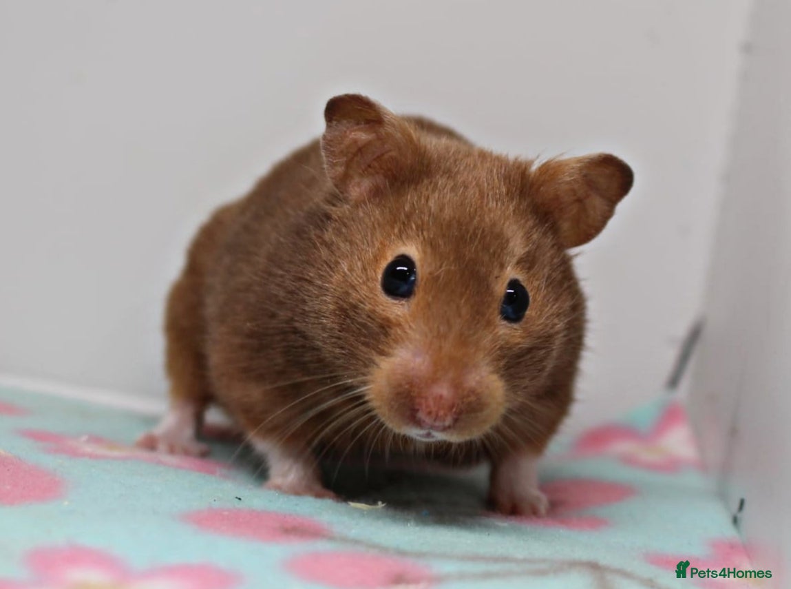Hamster rodents 2 beautiful female Syrian hamsters  - Advert 1