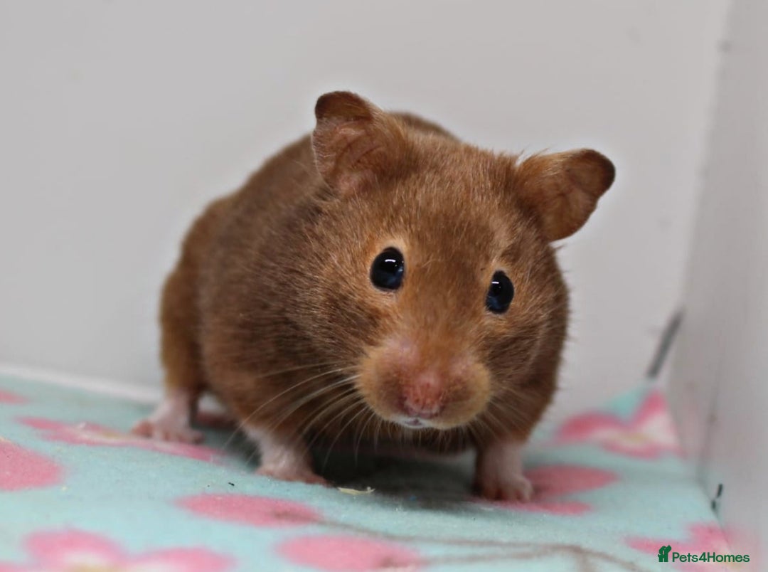 Hamster rodents for sale: 2 beautiful female Syrian hamsters  - Advert 1