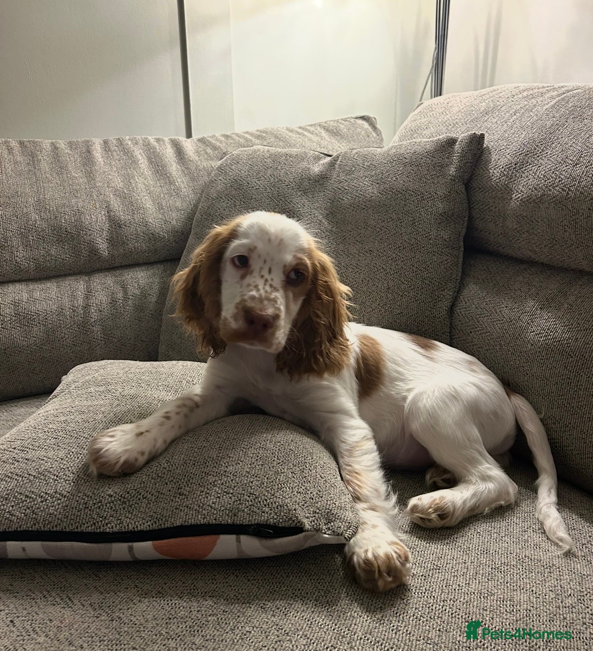 Cocker Spaniel dogs 16 Week old male cocker spaniel  - Advert 1