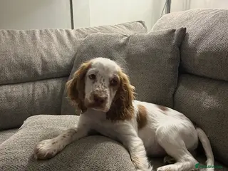 Cocker Spaniel dogs loving 18 Week old male cocker spaniel - Advert 1