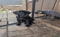 Cane Corso dogs for sale: Cane corso puppies.. - Image 34