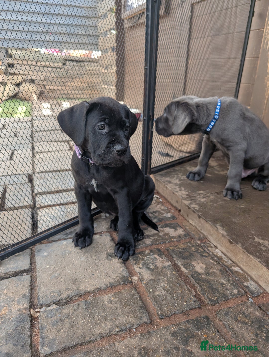Cane Corso dogs for sale: Cane corso puppies.. - Image 34
