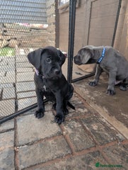Cane Corso Puppy 7