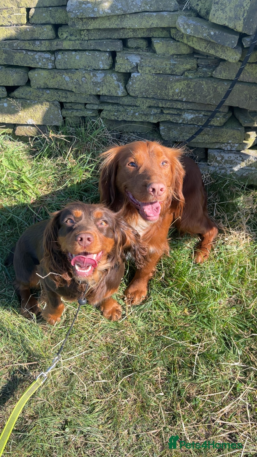 Cocker Spaniel dogs for sale: KC REG Outstanding pedigree Working Cocker Spaniel - Image 13