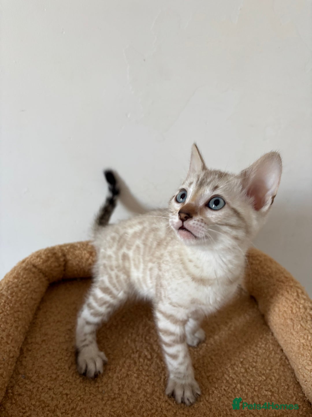 Bengal cats for sale: Snow and Brown boy TICA bengal kittens  - Image 16
