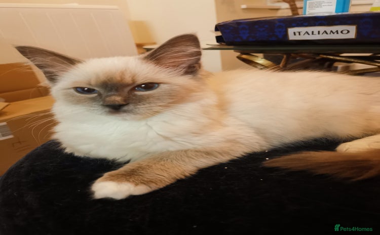 Ragdoll cats - Advert 5