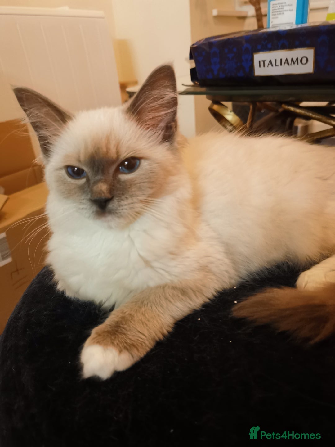 Ragdoll cats for sale: Blue Point Mitted Ragdoll Boy - Image 1
