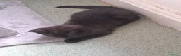 Mixed Breed cats for sale: Stunning kitten boys in Willenhall - Advert 4