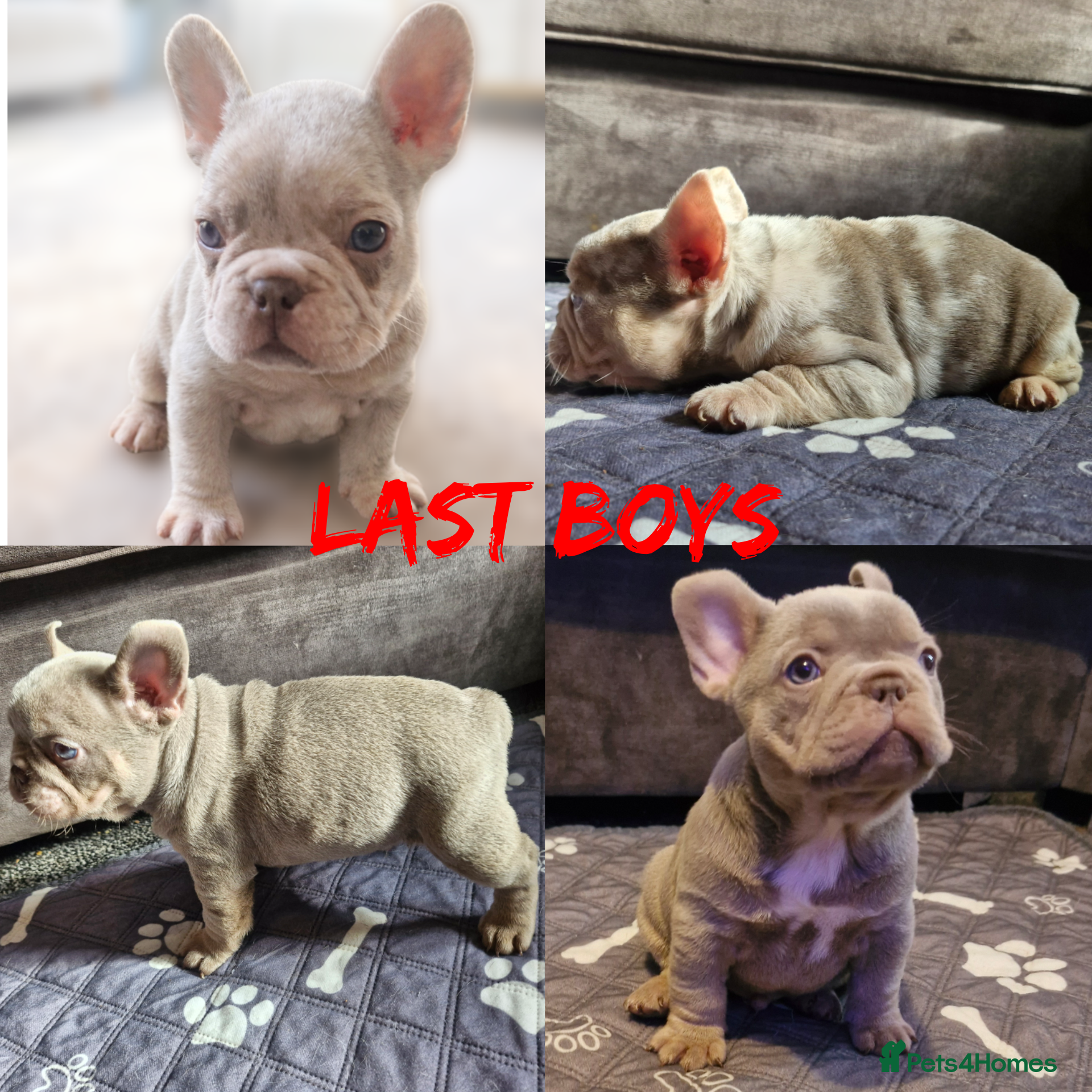 French Bulldog dogs  Stunning merle french bulldogs  - Advert 8