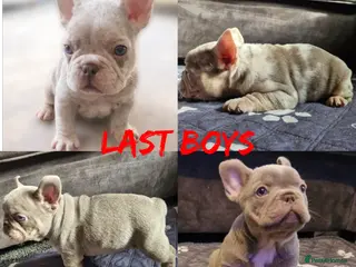 French Bulldog dogs Stunning merle french bulldogs - Advert 8