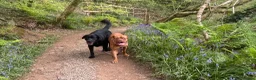 Dogue De Bordeaux dogs for sale: Ivy the loving Dogue de Bordeaux in Saint Austell - Advert 12