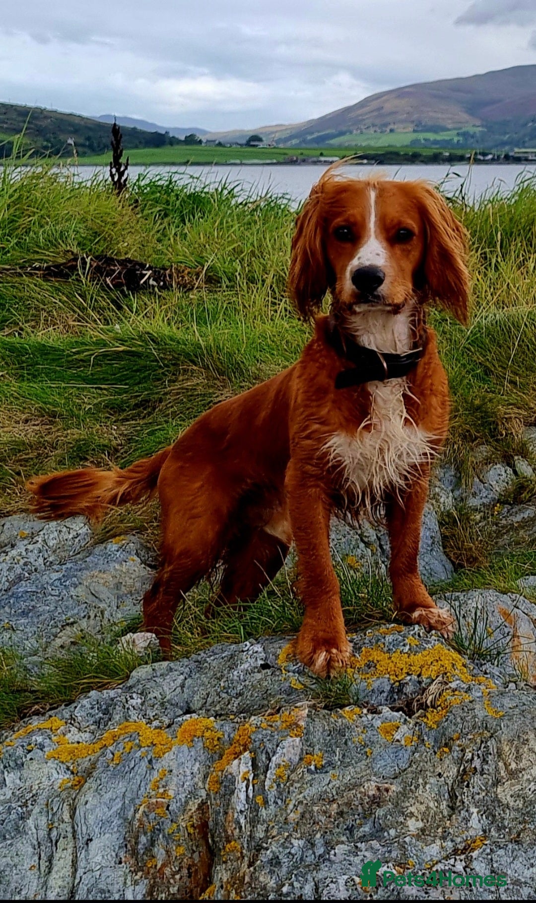 Cocker Spaniel dogs Working cocker for stud ONLY - Advert 2