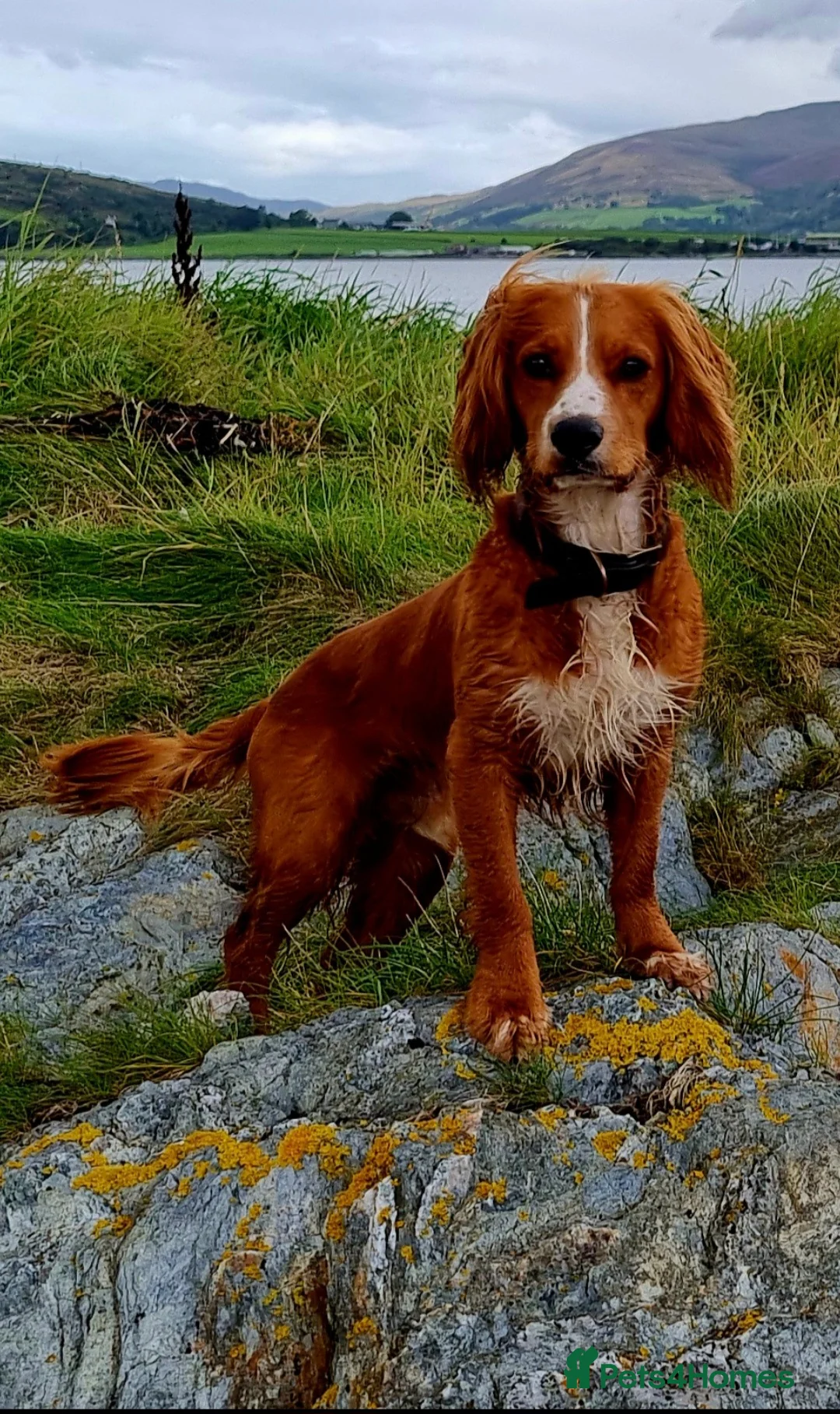 Cocker Spaniel dogs for stud: Working cocker for stud ONLY in St. Neots - Advert 1