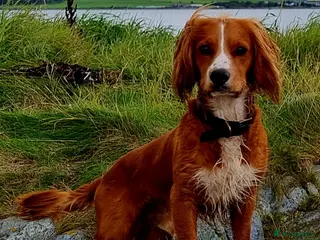 Cocker Spaniel dogs Working cocker for stud ONLY - Advert 2