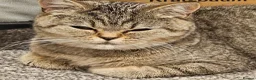 British Shorthair cats for sale: Active, gccf and tica registeted queen - Advert 9