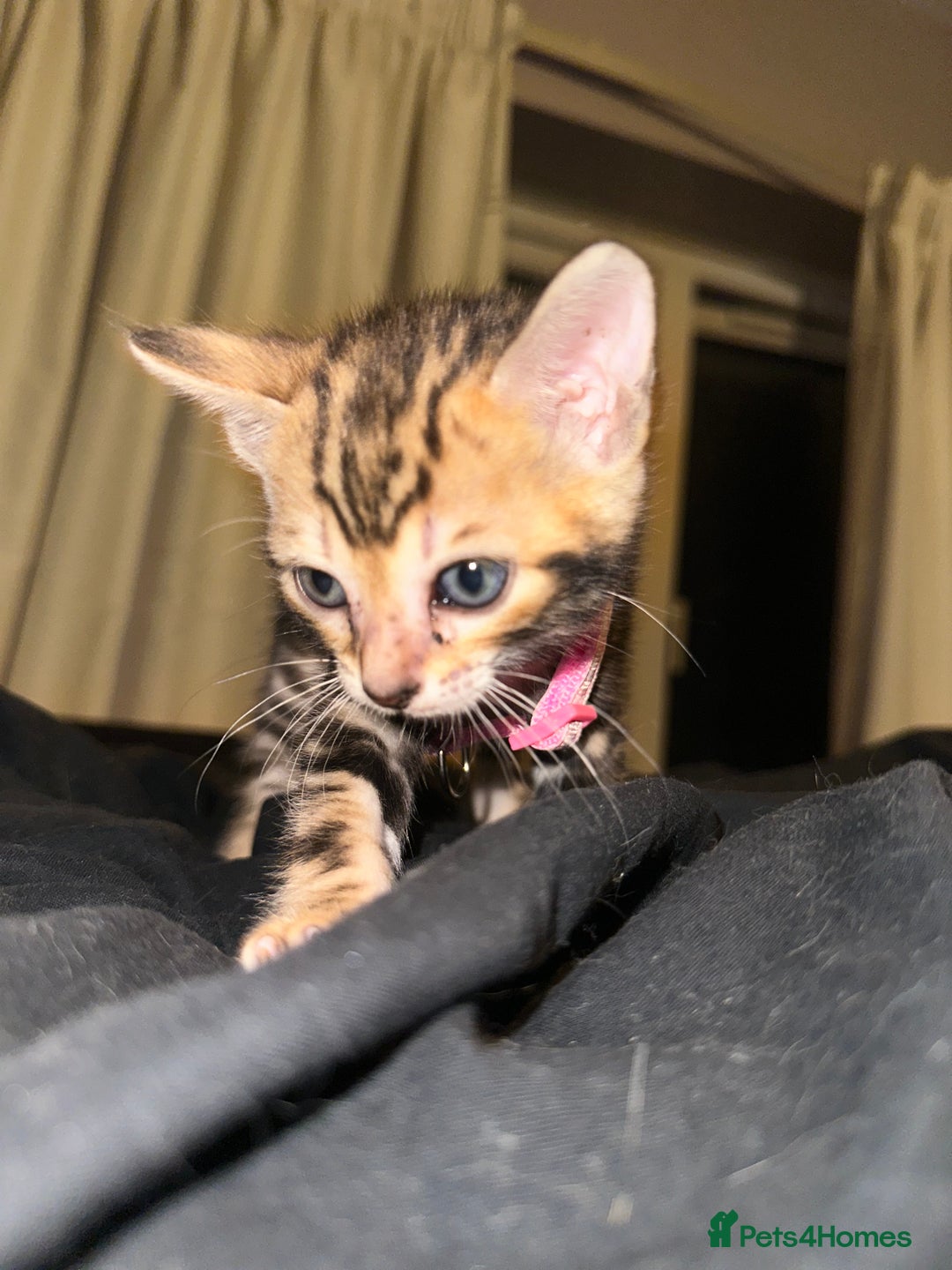 Bengal cats for sale: Snow Lynx, Marble & Brown Rosette Bengals - Image 10