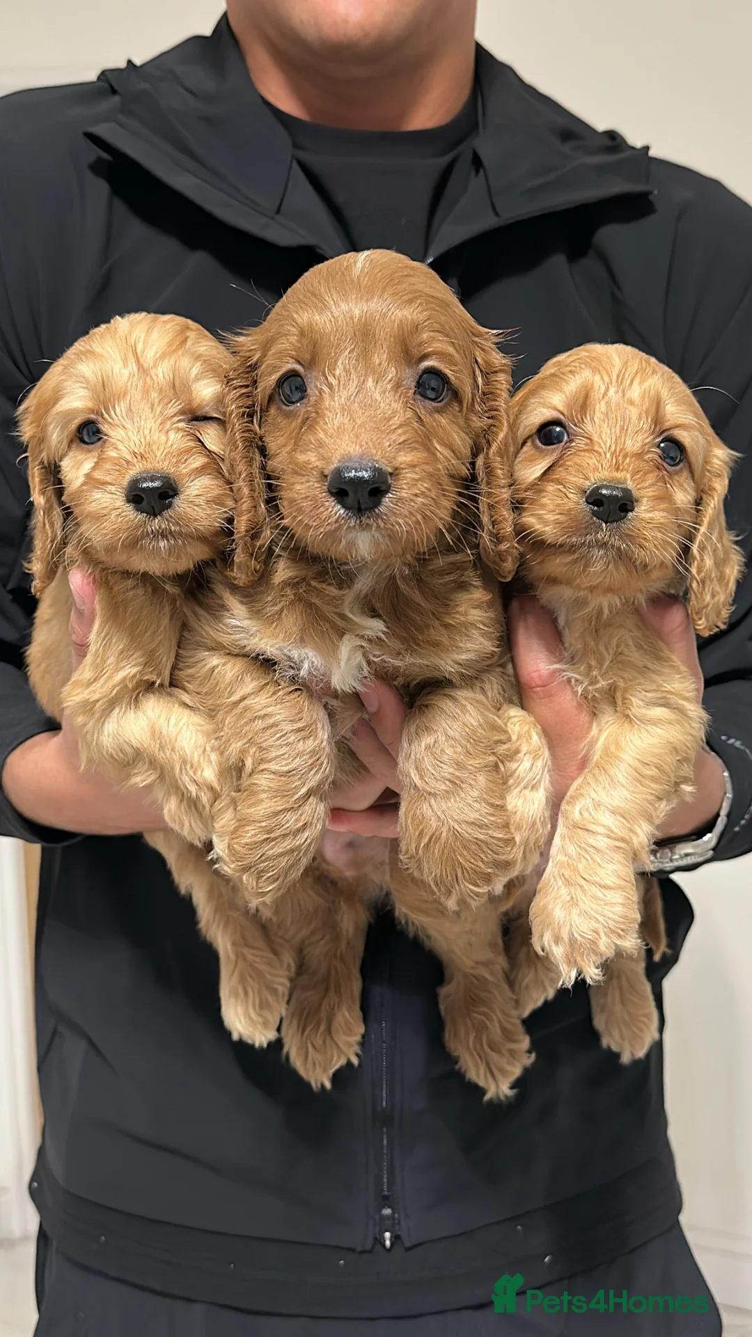 Cockapoo dogs for sale: 🐾Adorable Cockapoo Puppies🐾 - Advert 2