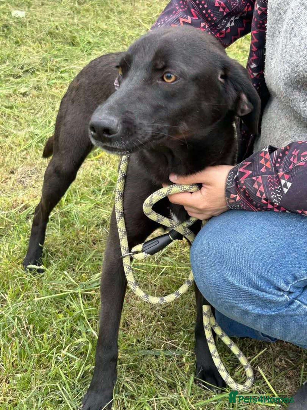 Mixed Breed dogs for adoption: LOLA -affectionate girl/ friendly/loving/happy - Image 3